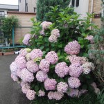 CIMG0055